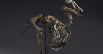 Rare dodo skeleton up for auction, could sell for $750G