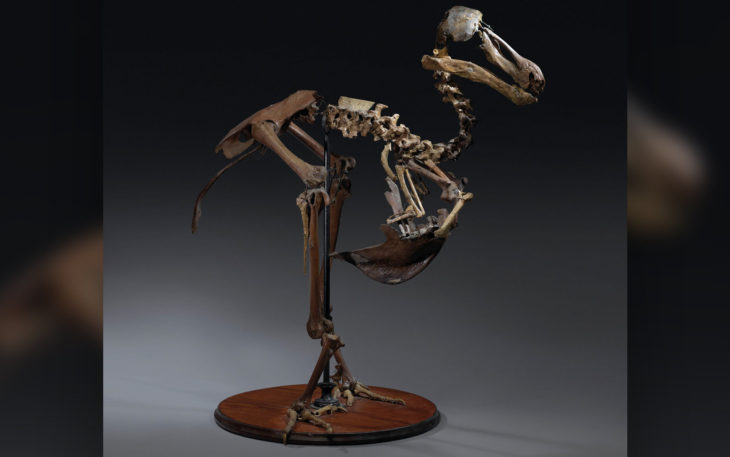 Rare Dodo Skeleton May Fetch Over $700K at Auction