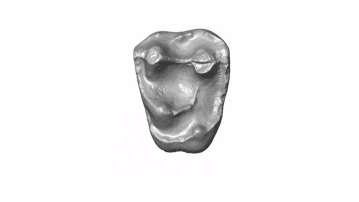 Tiny Fossil Tooth Found in the Amazon May Have Come From Ancient, Baseball-Size Monkey