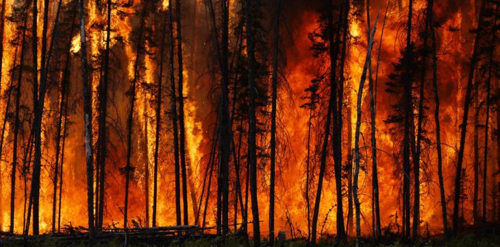 Increasing wildfires threaten to turn much of Northern Hemisphere’s forests from vital carbon stores into climate heaters