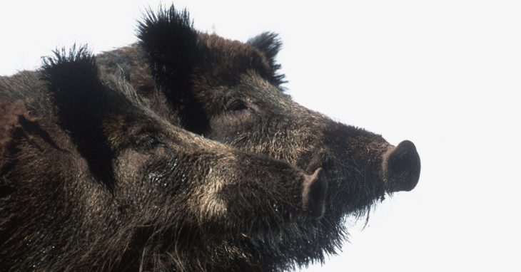 How ’30-50 Feral Hogs’ Became the New ‘Thoughts and Prayers’