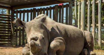 Scientists create northern white rhino embryos in milestone that could save the species from extinction
