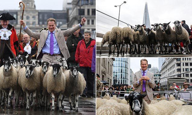 Michael Portillo leads a flock of sheep over London Bridge as part of centuries-old tradition