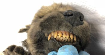 Found Frozen and Almost Perfectly Preserved in Permafrost, this 18,000-Year-Old Puppy Could Be a Huge Deal