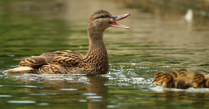 Lonesome Duck: Dating Ad Seeks Match for Man’s Grieving Bird