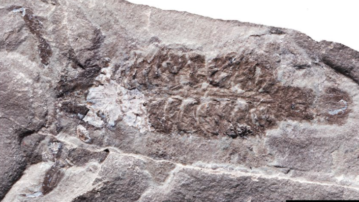436-Million-Year-Old Scorpion Was Among the Planet’s First Air Breathers