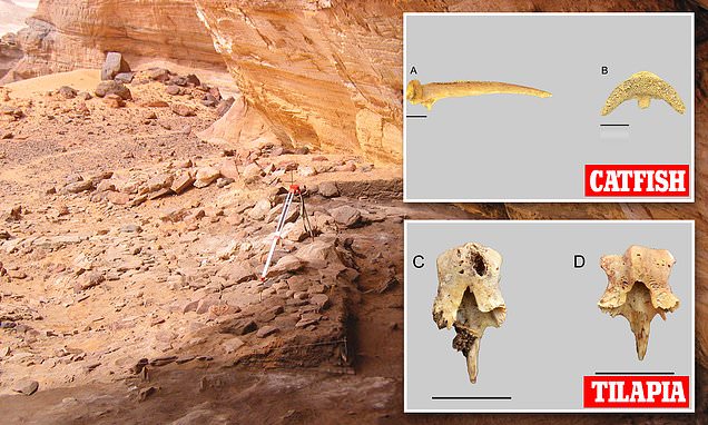 Fossils discovered in the Sahara reveal catfish and tilapia swam in rivers 12,000 years ago