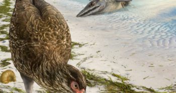 Meet the ‘Wonderchicken,’ the oldest-ever bird fossil discovery – Inverse