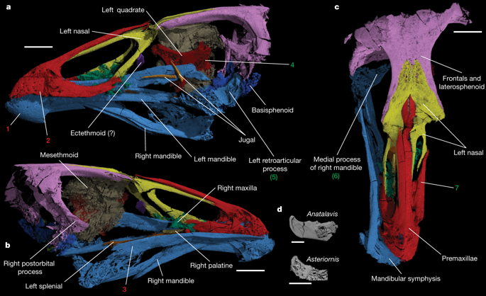 Late Cretaceous neornithine from Europe illuminates the origins of crown birds