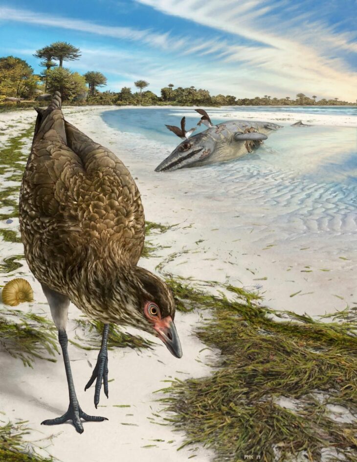 Oldest bird fossil discovered, nicknamed ‘wonderchicken’