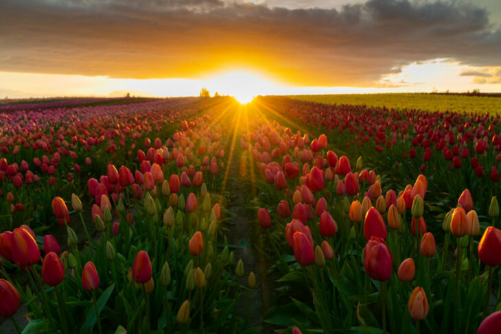 Washington’s Tulip Town Closes To Annual Festival-Goers