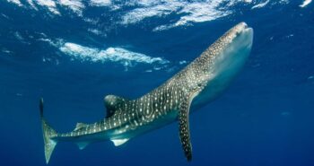 Whale sharks can live for at least 50 years – and probably longer
