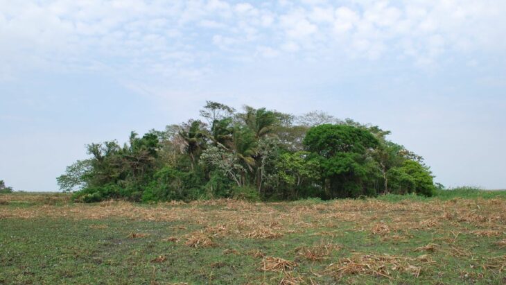 Evidence of 10,000-Year-Old Crops Points to the Amazon as an Early Agricultural Hotspot