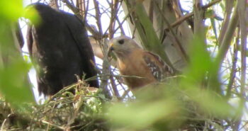 Hawks’ Forbidden Love Results in a Rare Hybrid