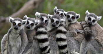 ‘Stink flirting’ is a thing – just ask a ring-tailed lemur – The London Free Press