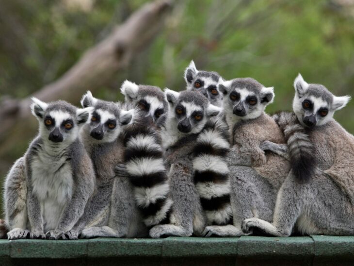 ‘Stink flirting’ is a thing – just ask a ring-tailed lemur – The London Free Press