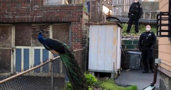 Boston cop uses mating call on phone to lure lovelorn peacock – CNET
