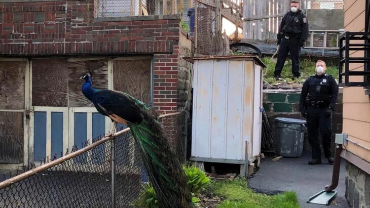 Boston cop uses mating call on phone to lure lovelorn peacock – CNET
