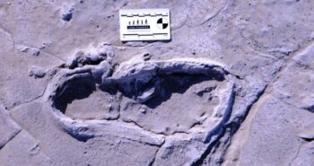 Hundreds of Fossilized Human Footprints Provide a Glimpse of Ancient Life in Africa