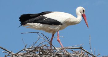 Stork chicks hatch in UK for first time in 600 years – why that’s great news for British wildlife