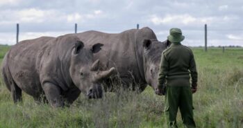 Coronavirus Is Stalling Efforts to Save the Northern White Rhino – Population, 2 – and Time Is Running Out