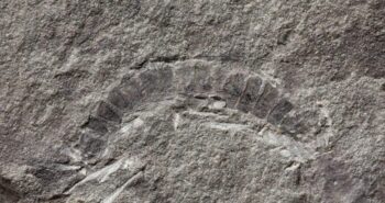 Meet the world’s oldest bug, a 425-million-year-old millipede fossil – CNET