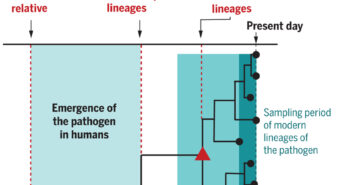 Dating the emergence of human pathogens