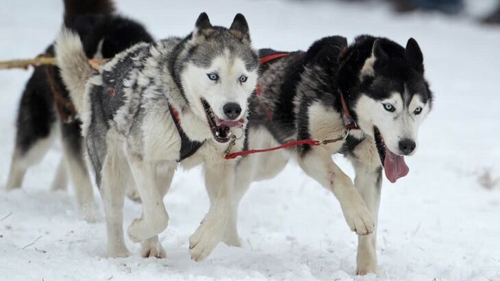 Sled Dogs Have an Unbroken Genetic Ancestry Dating Back Nearly 10,000 Years