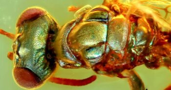 Incredible Amber Fossils Reveal the True Colors of Ancient Insects