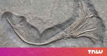 How Jurassic sea creatures spent years crossing oceans on rafts