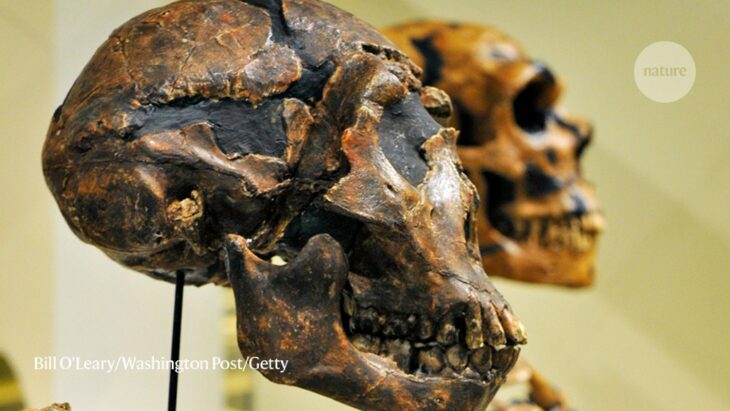 Horse eyeballs and bone hammers: surprising lives of the Neanderthals