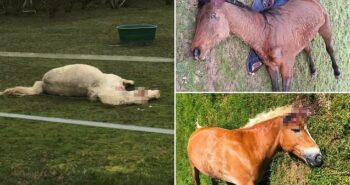 15 horses are mutilated across France as police hunt mystery attackers