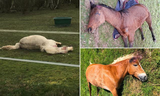 15 horses are mutilated across France as police hunt mystery attackers