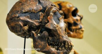 Horse eyeballs and bone hammers: surprising lives of the Neanderthals