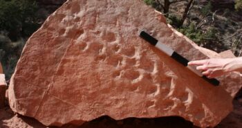 Fallen Boulder at the Grand Canyon Exposes 300-Million-Year-Old Footprints