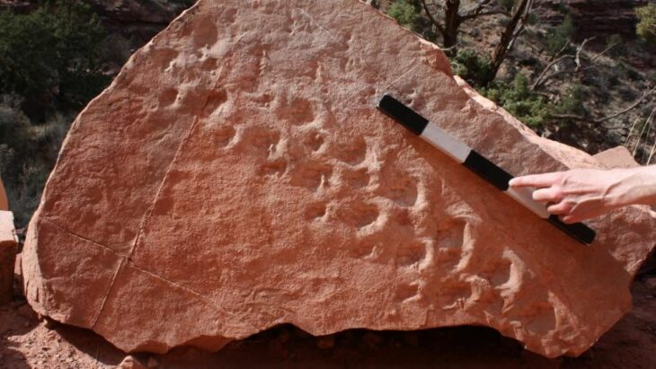 Fallen Boulder at the Grand Canyon Exposes 300-Million-Year-Old Footprints