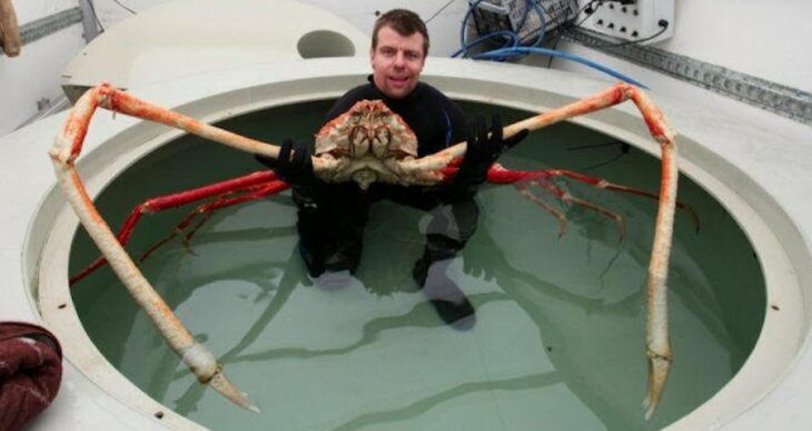 Meet The Japanese Spider Crab, The ‘Daddy Long Legs Of The Sea’