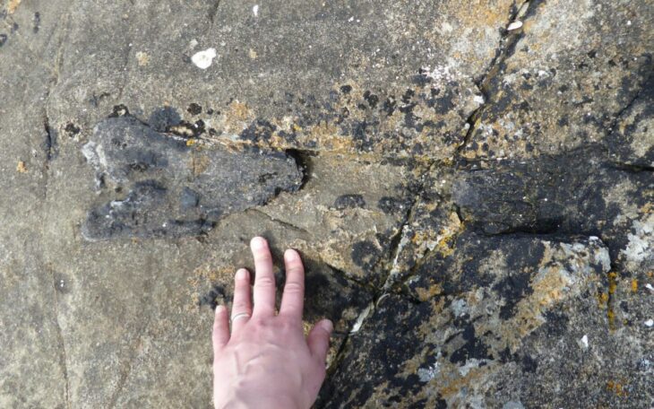 Dinosaur fossil dating back 166 million years found by academic on remote Scottish island