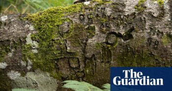 From war to ‘witch marks’: graffiti carved into New Forest trees reveals past lives
