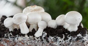 Designer clothes, shoes and handbags could be made from MUSHROOMS