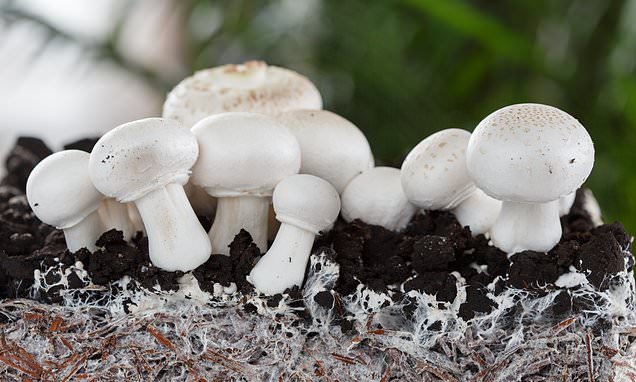Designer clothes, shoes and handbags could be made from MUSHROOMS