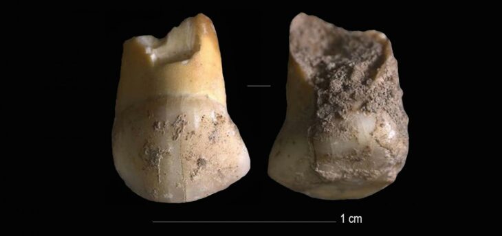 A 48,000 years old tooth that belonged to one of the last Neanderthals in Northern Italy
